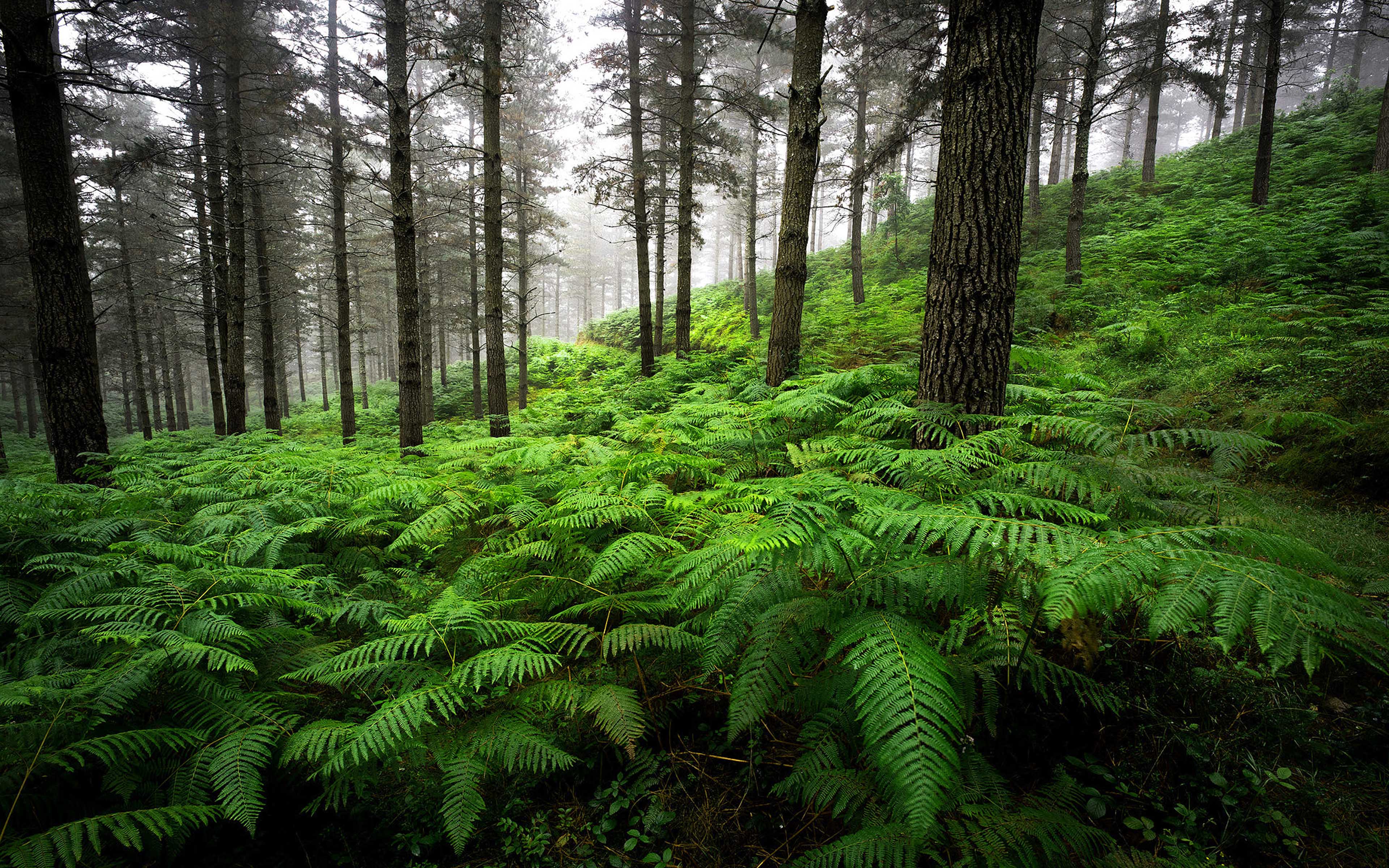 Landscape Forest Old Pine Trees Overgrown With Thick Green Fern Ultra