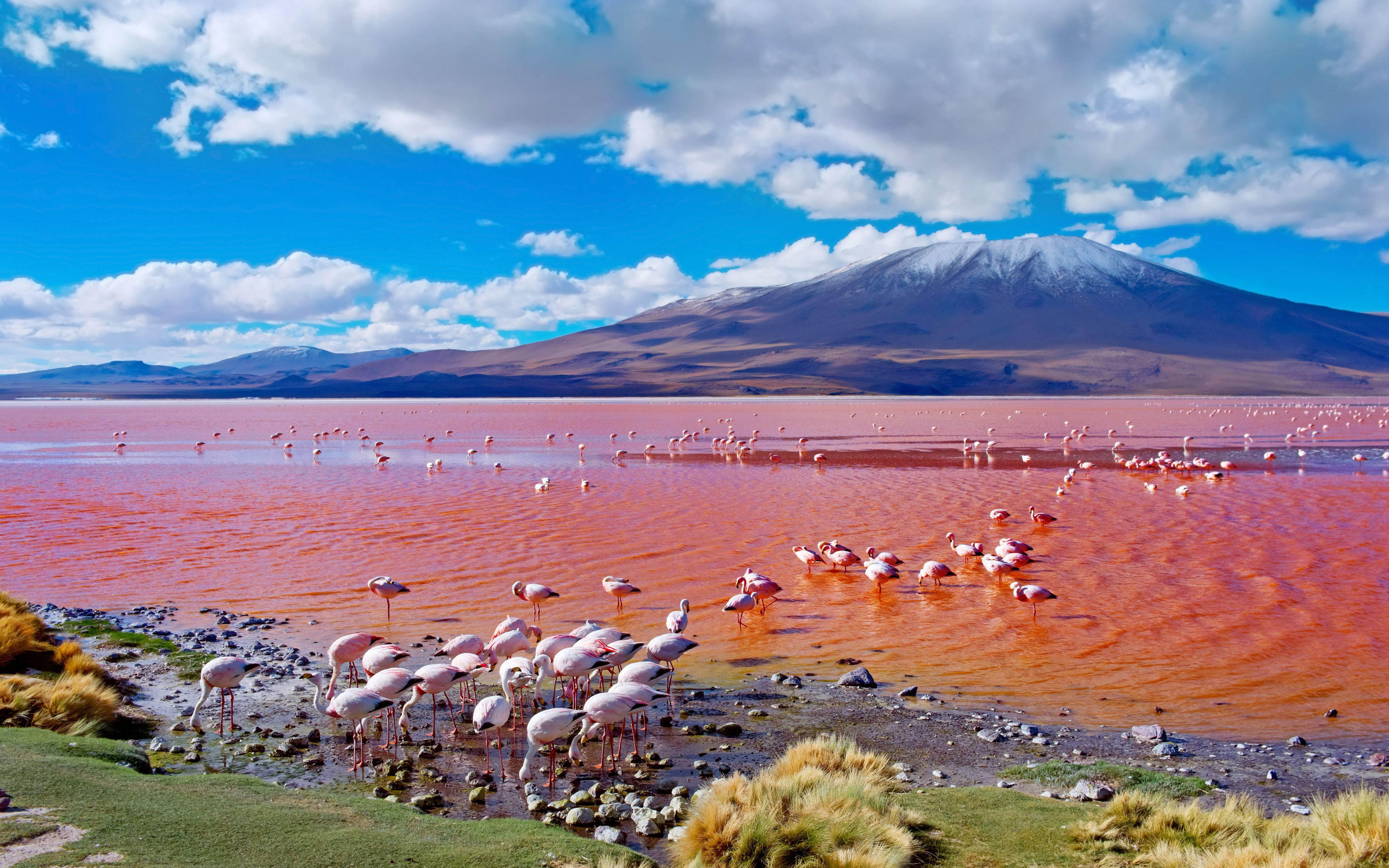 Озеро в африке 4. Лагуна-Колорадо Боливия Фламинго. Озеро Натрон в Танзании. Озеро Лагуна Колорадо в Боливии. Озеро Натрон Фламинго.