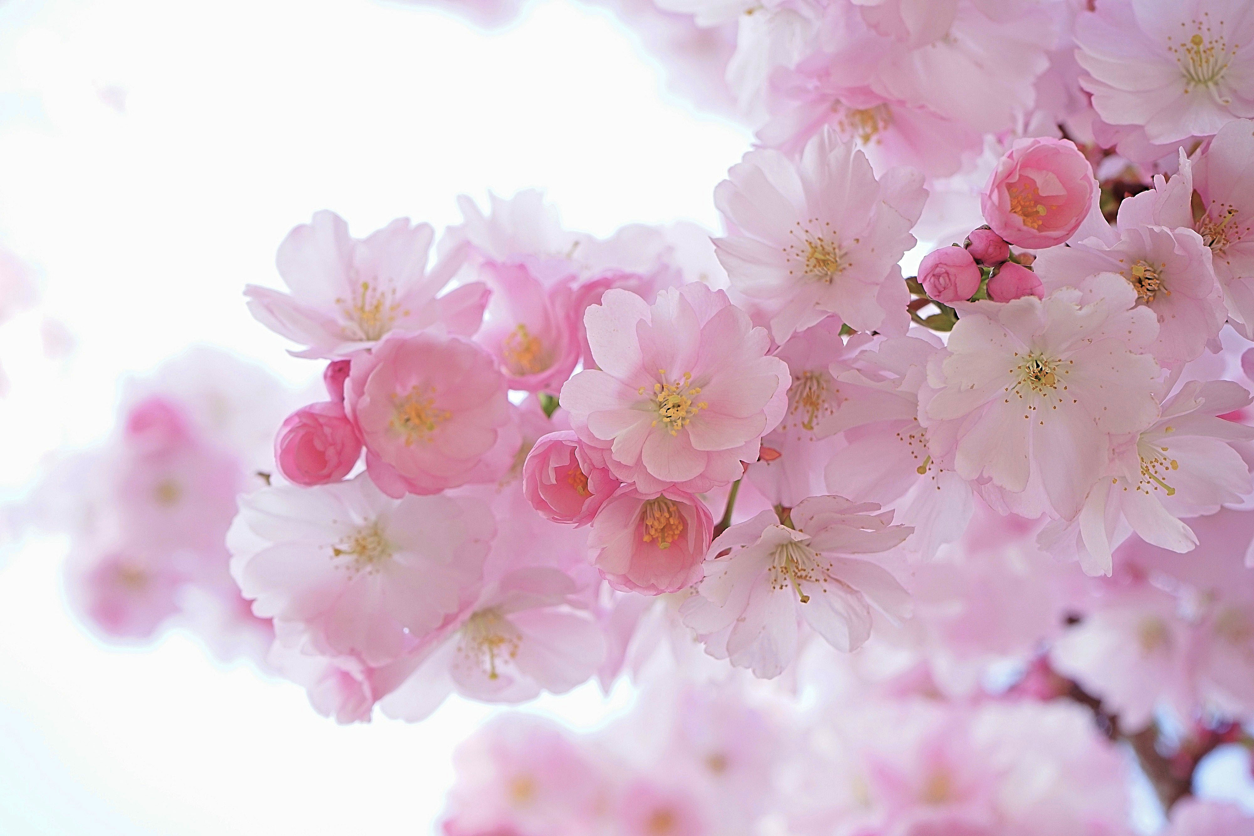 Sakura Flower In Japan Cherry Blossom The Most Famous Species Of