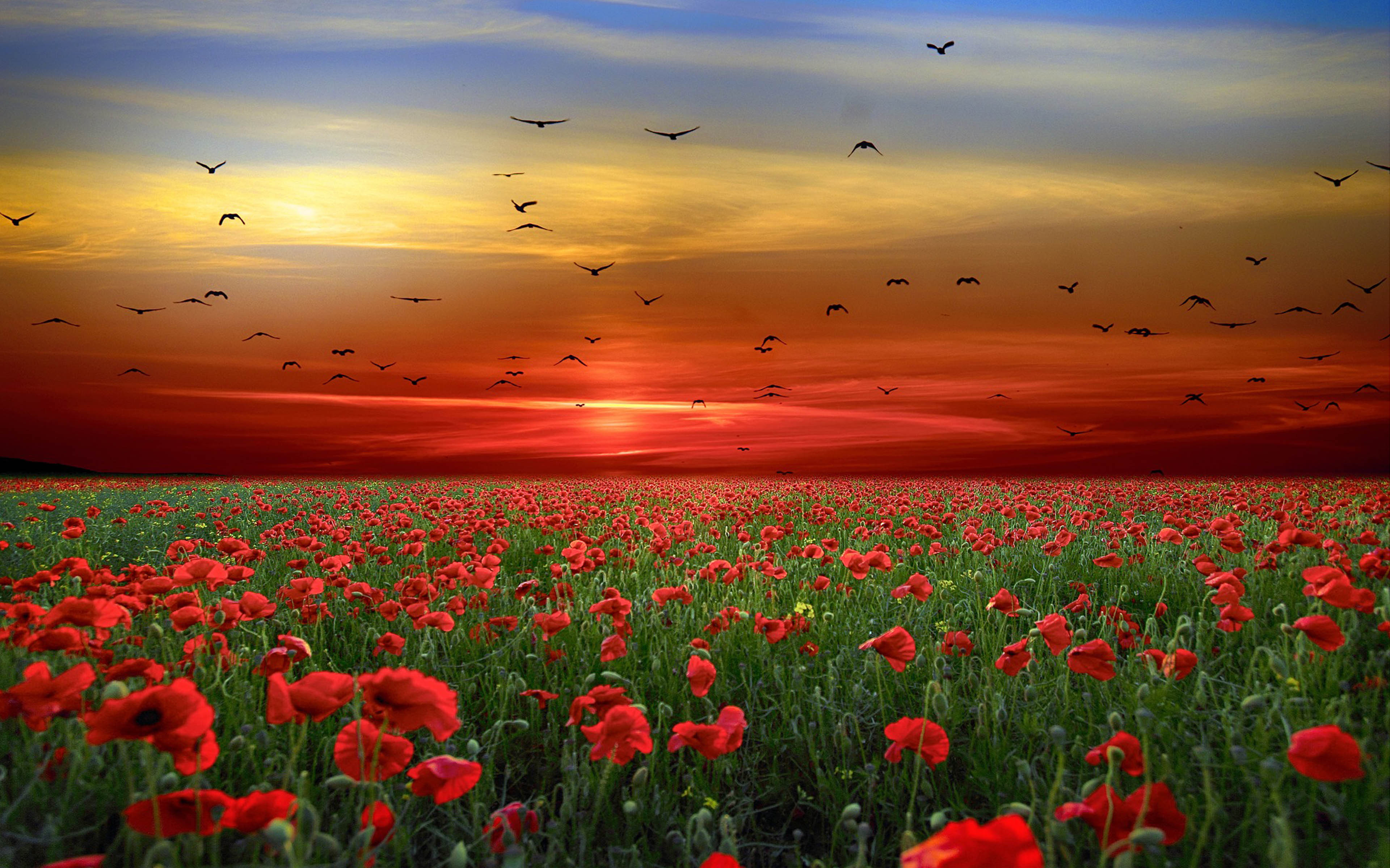 sunset sky red clouds birds field  poppies red flowers landscape