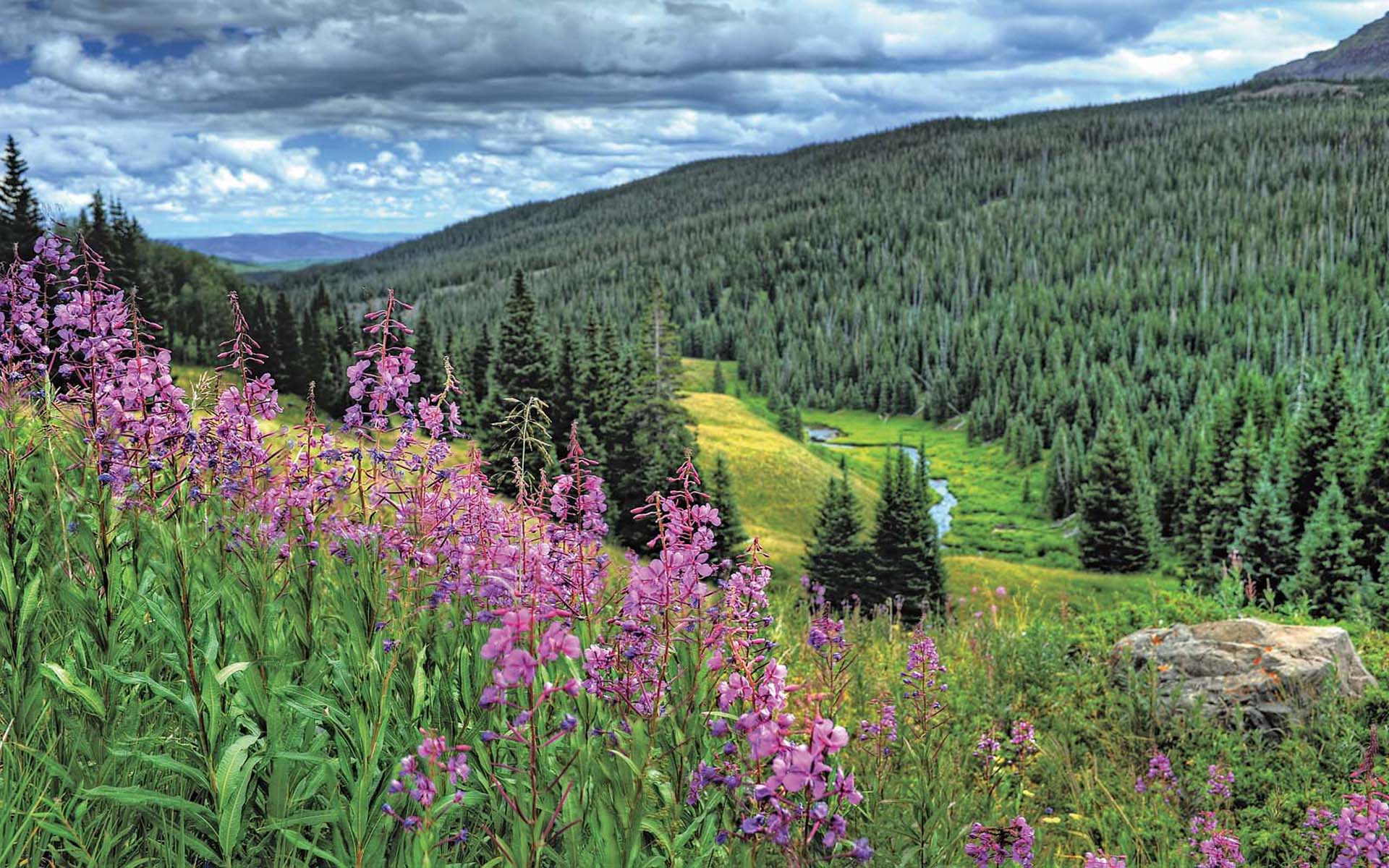 Colorado’s Summer Purple Wildflower Flowering East Inlet Trail In Rocky ...