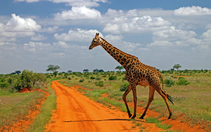 Giraffe Family Giraffidae The Tallest Living Land Animal And Largest  Survivor Wild Animals From Africa 4k Ultra Hd Wallpaper For Desktop Laptop  : 