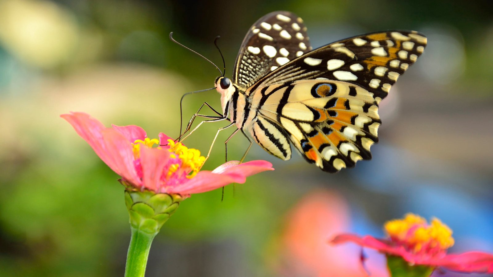 Insect Monarch Colorful Butterfly In The Family Nymphalida Most Known