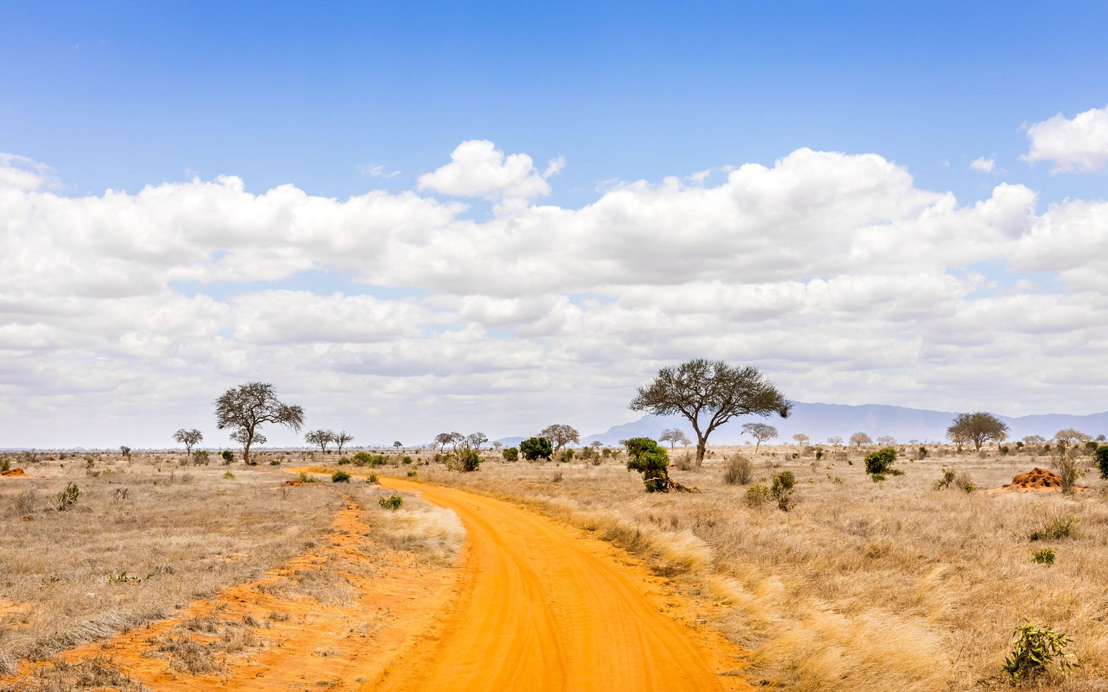 Safari Road In Kenya Savannah Landscape Photography 4k Ultra Hd Wallpapers  For High Resolution Computer And Laptop : 