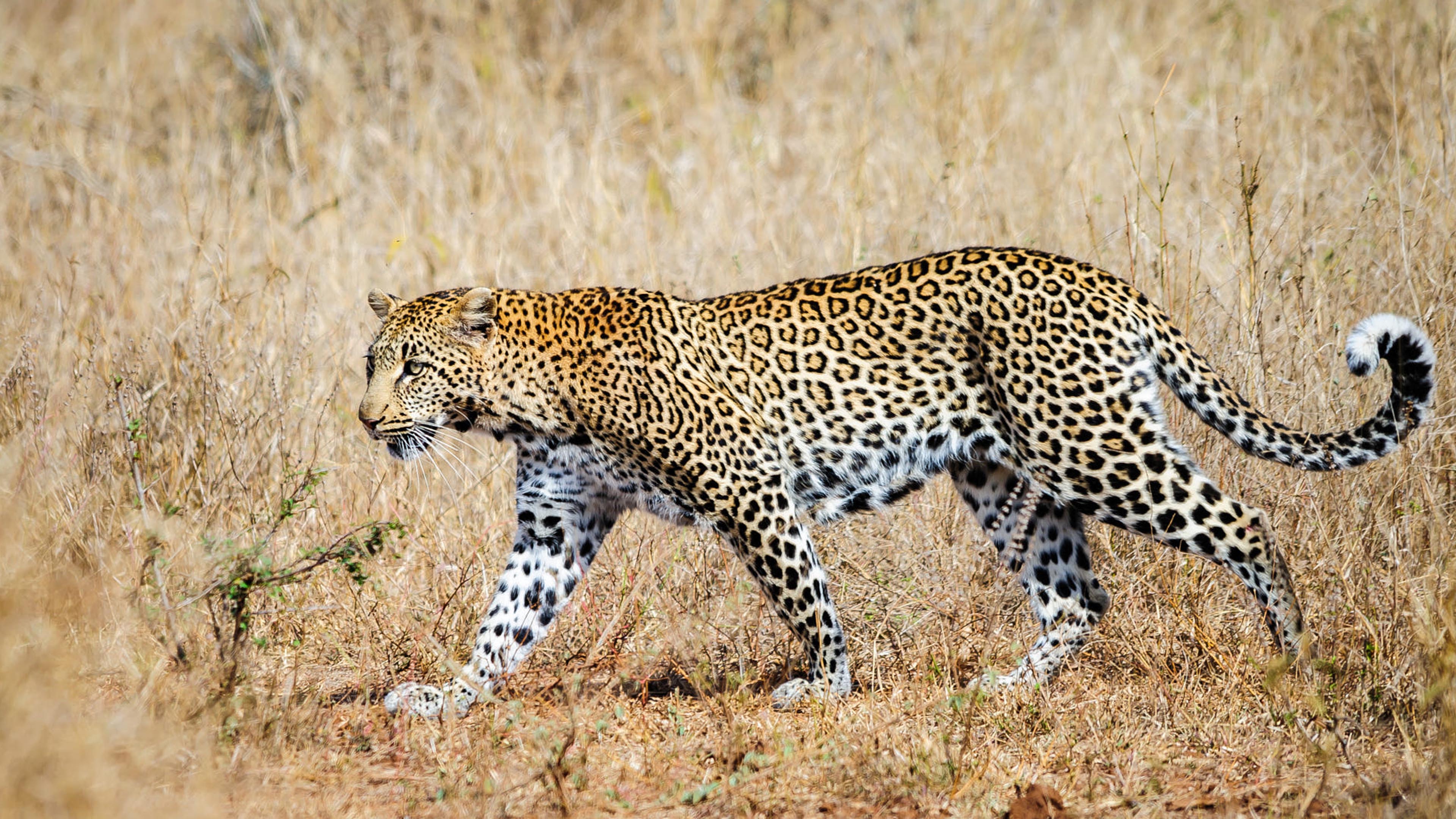 The Leopard Scientific Name Panthera Pardus Graceful Animal With Elongated  Short Legs And Long Tail 4k Ultra Hd Wallpapers For High Resolution  Computer And Laptop : 