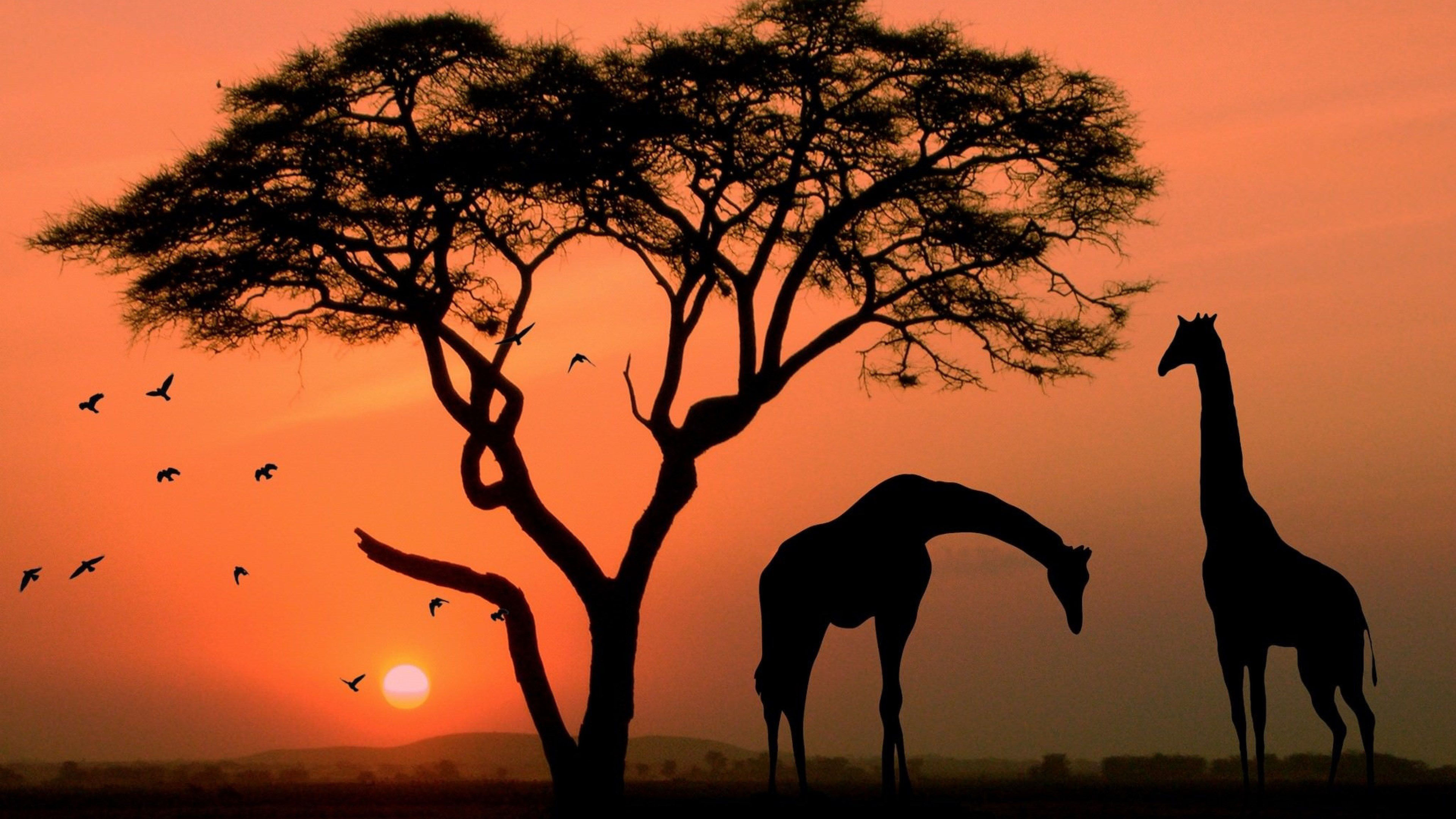 African Sunset Twilight Tree Red Sky Savannah Animals Birds Giraffe