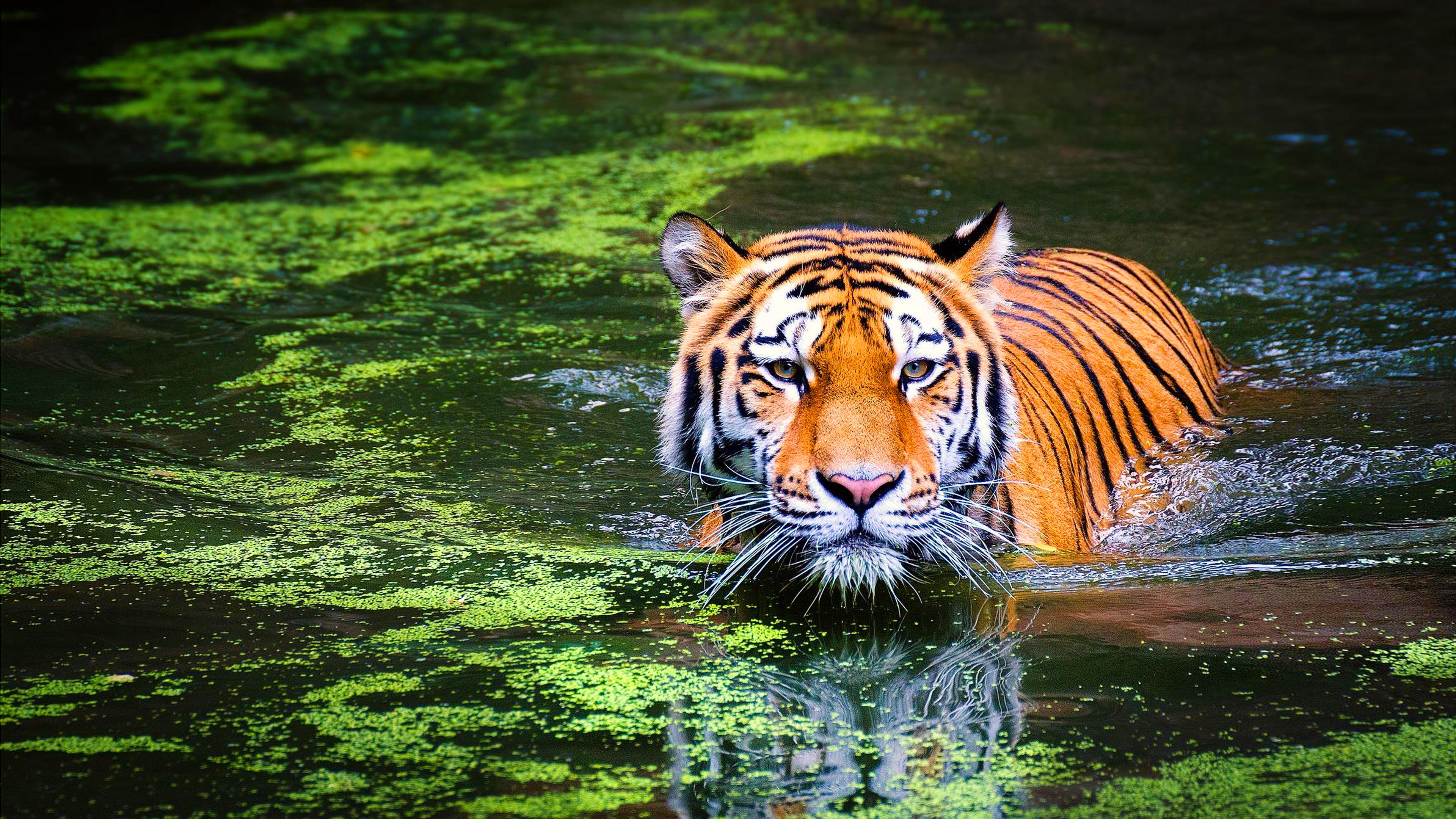 Animal Bengal Tiger Swimming 4k Ultra Hd Wallpaper For Desktop Laptop  Tablet And Mobile Phones : 
