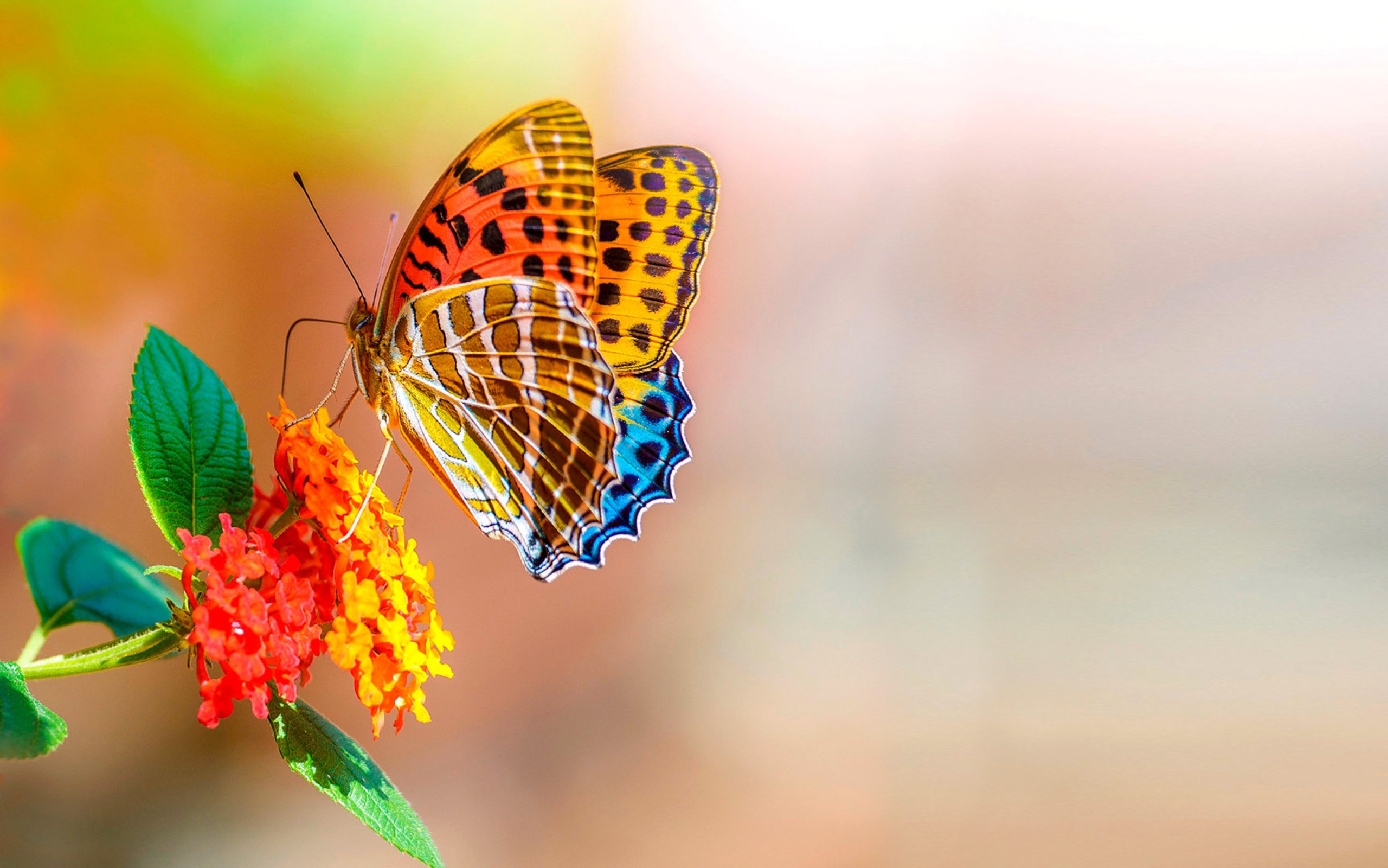 Colorful Butterfly On Flower Macro Bokeh Flowers 4k Ultra Hd Wallpaper For  Desktop : 