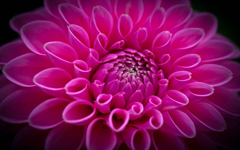 Dahlia Dark Pink Beautiful Closeup Flower On Dark Background For Mobile ...