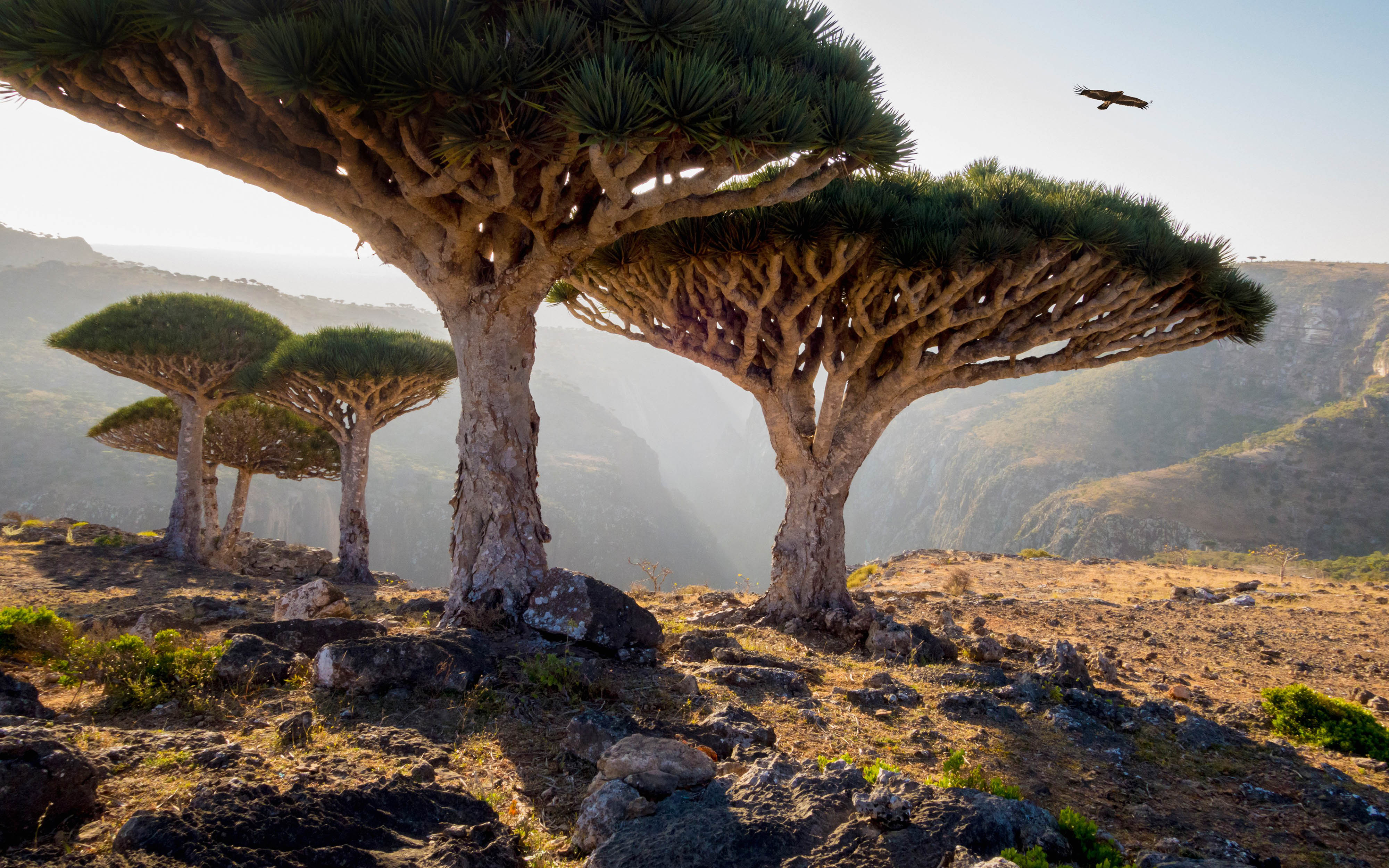 Места с уникальной природой. Архипелаг Сокотра Йемен. Драконовое дерево Сокотра. Сокотра Йемен драконовое дерево. Драконовые деревья на острове Сокотра.
