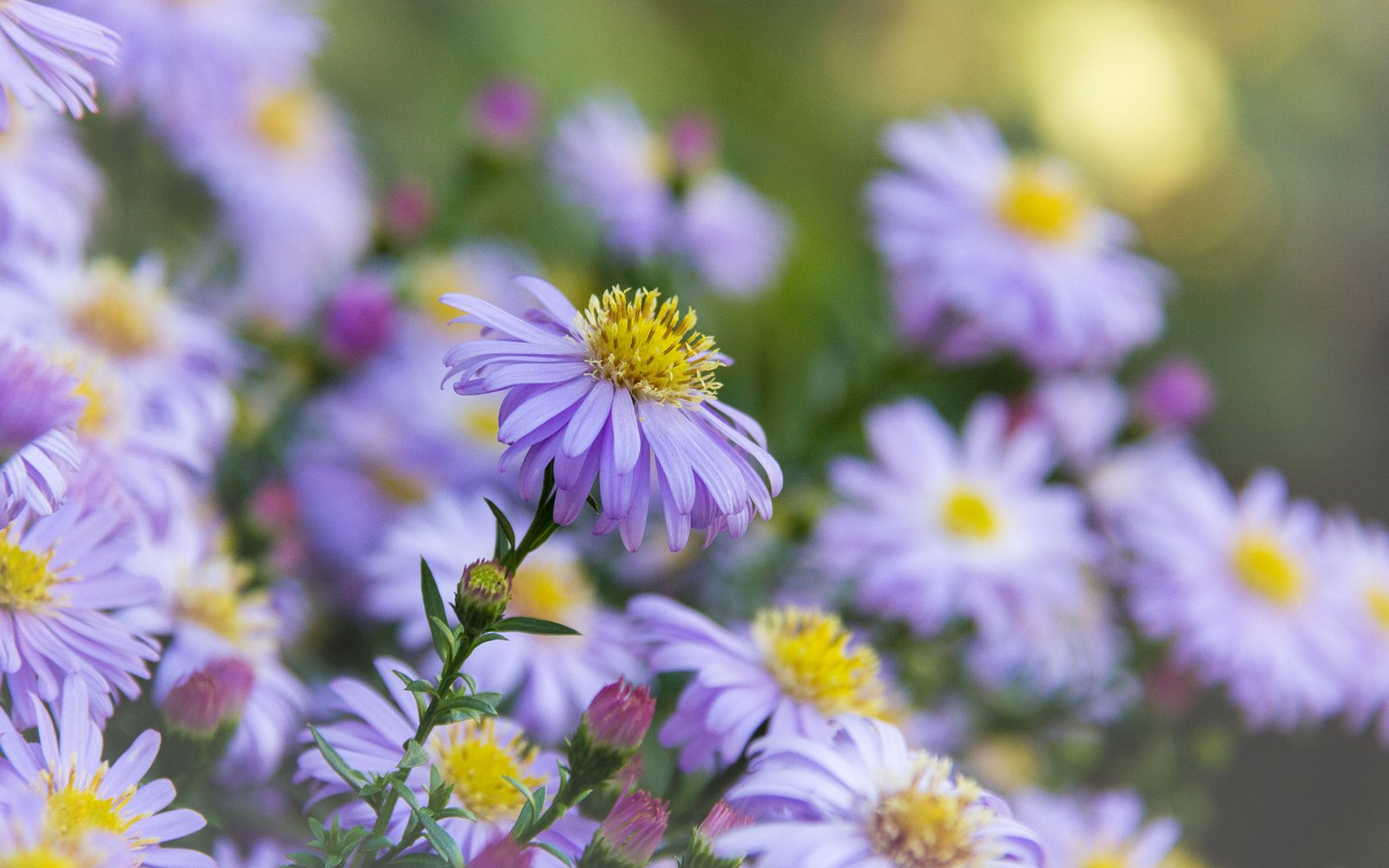 Plants Flowers New York Aster Scientific Name ... Plants Flowers New York Aster Scientific Name ...