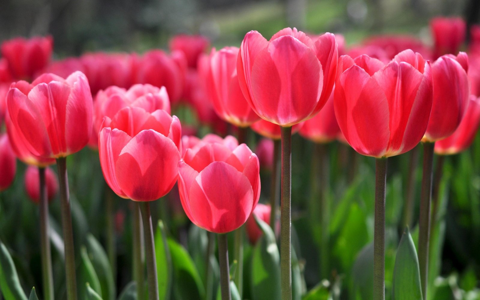 Gardening Red Tulip Wallpaper Flowers Blooming Tulip ...