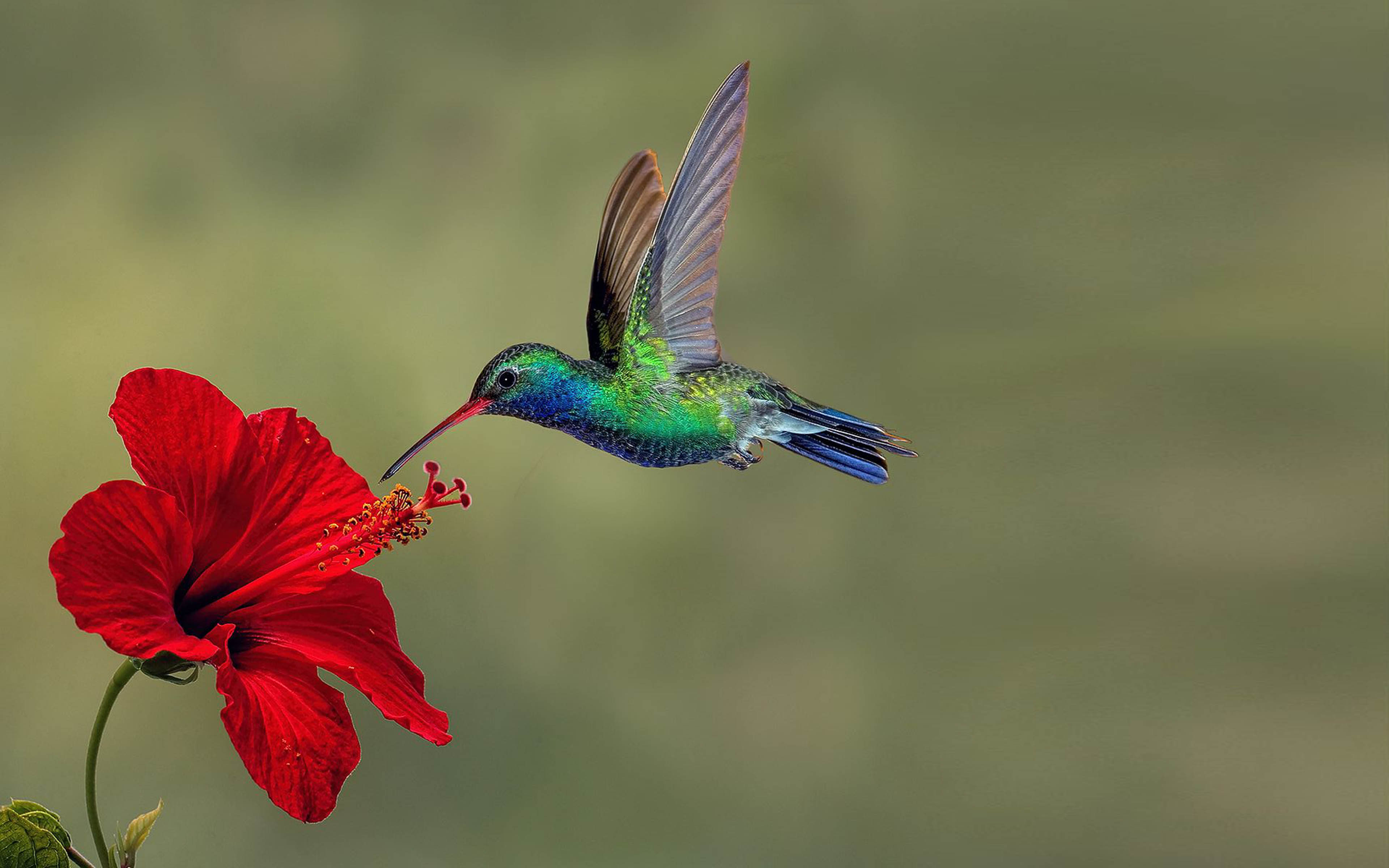 Premium Photo  Fantasy bird on flowers hummingbird luxury wallpaper poster  ai illustration