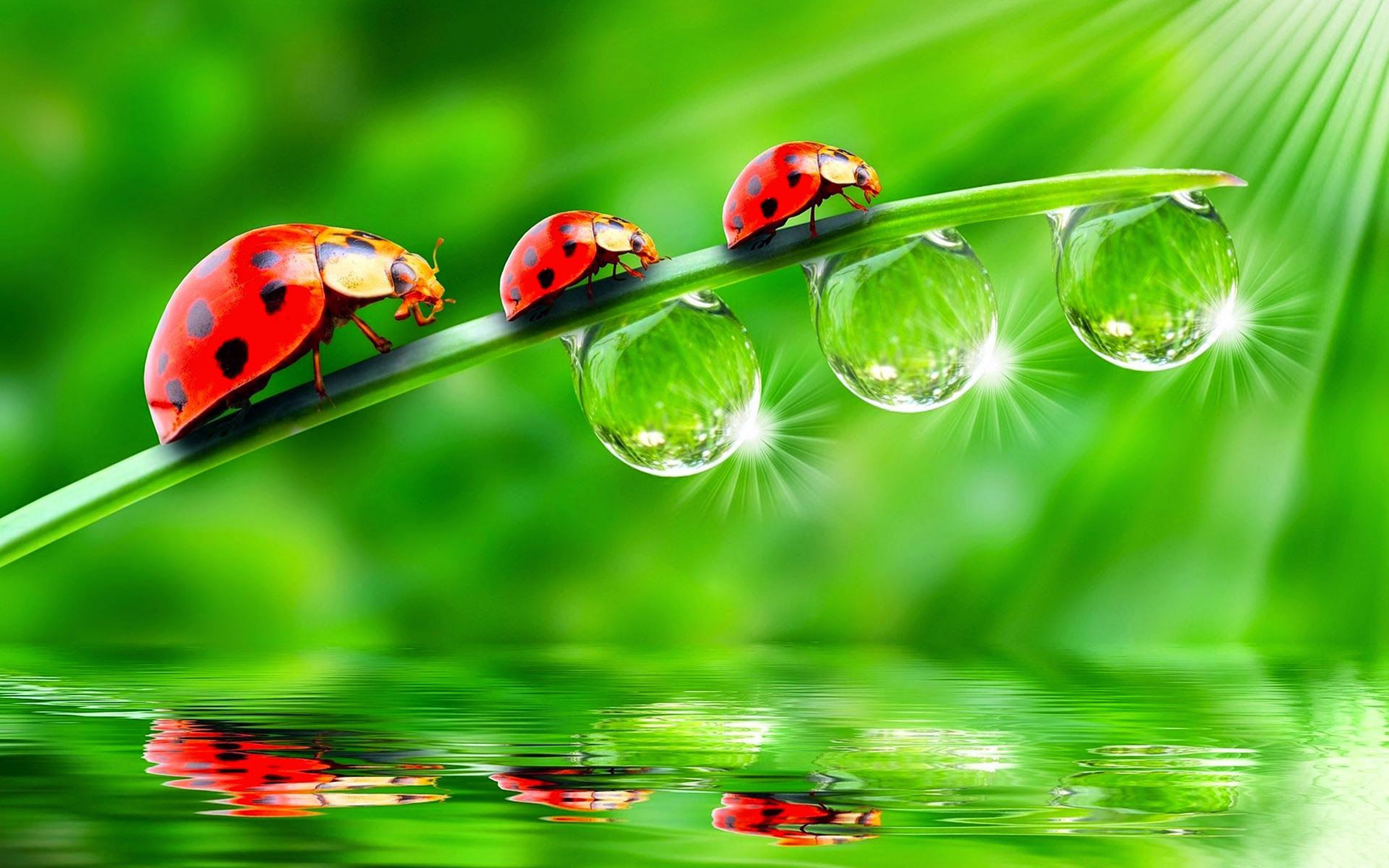 Insects Three Red Ladybugs On A Green Twig Water Drops Sun Rays Green