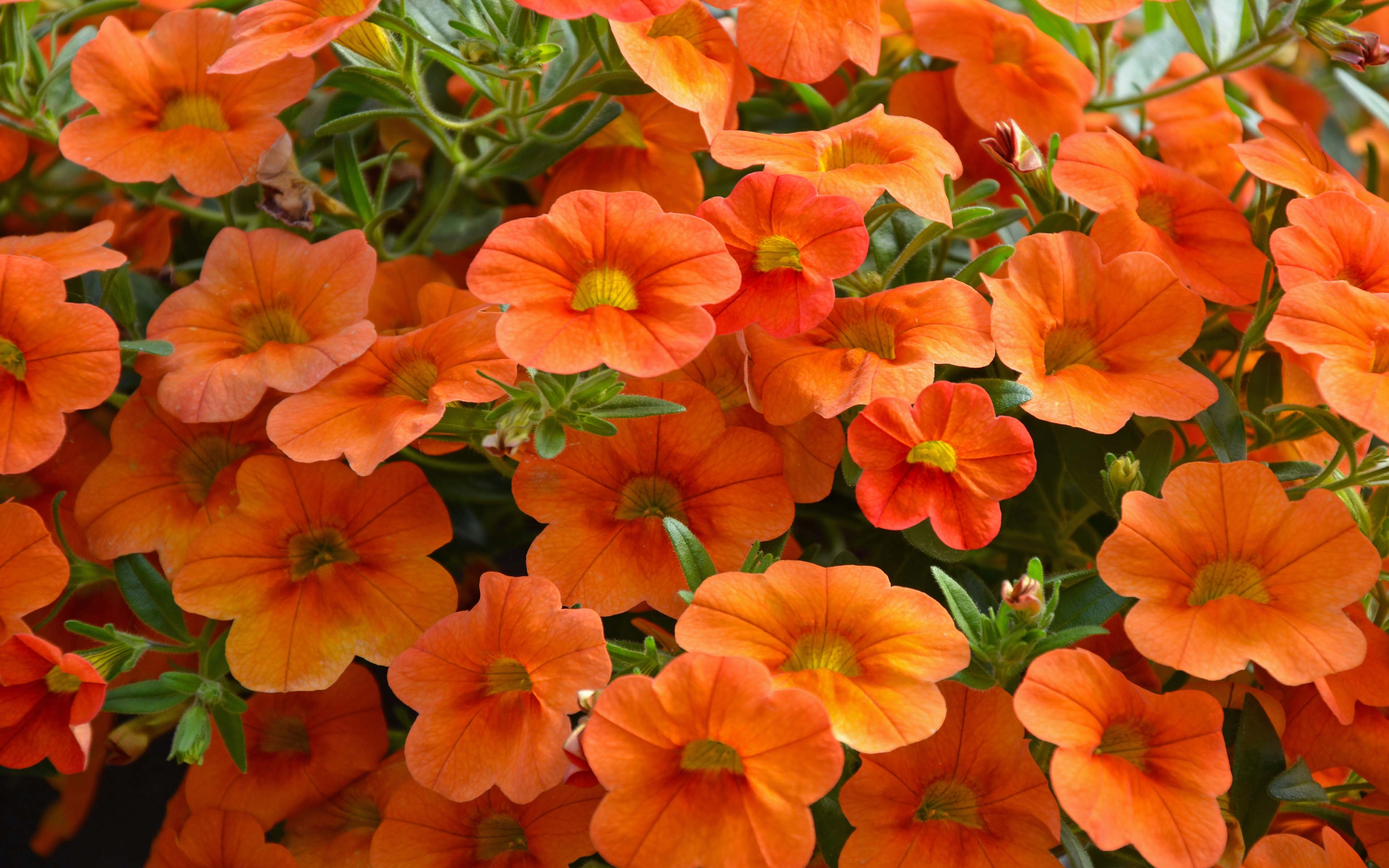Orange Petunias Flowers Surfinia Hot Pink Color Ultra Hd Wallpapers For