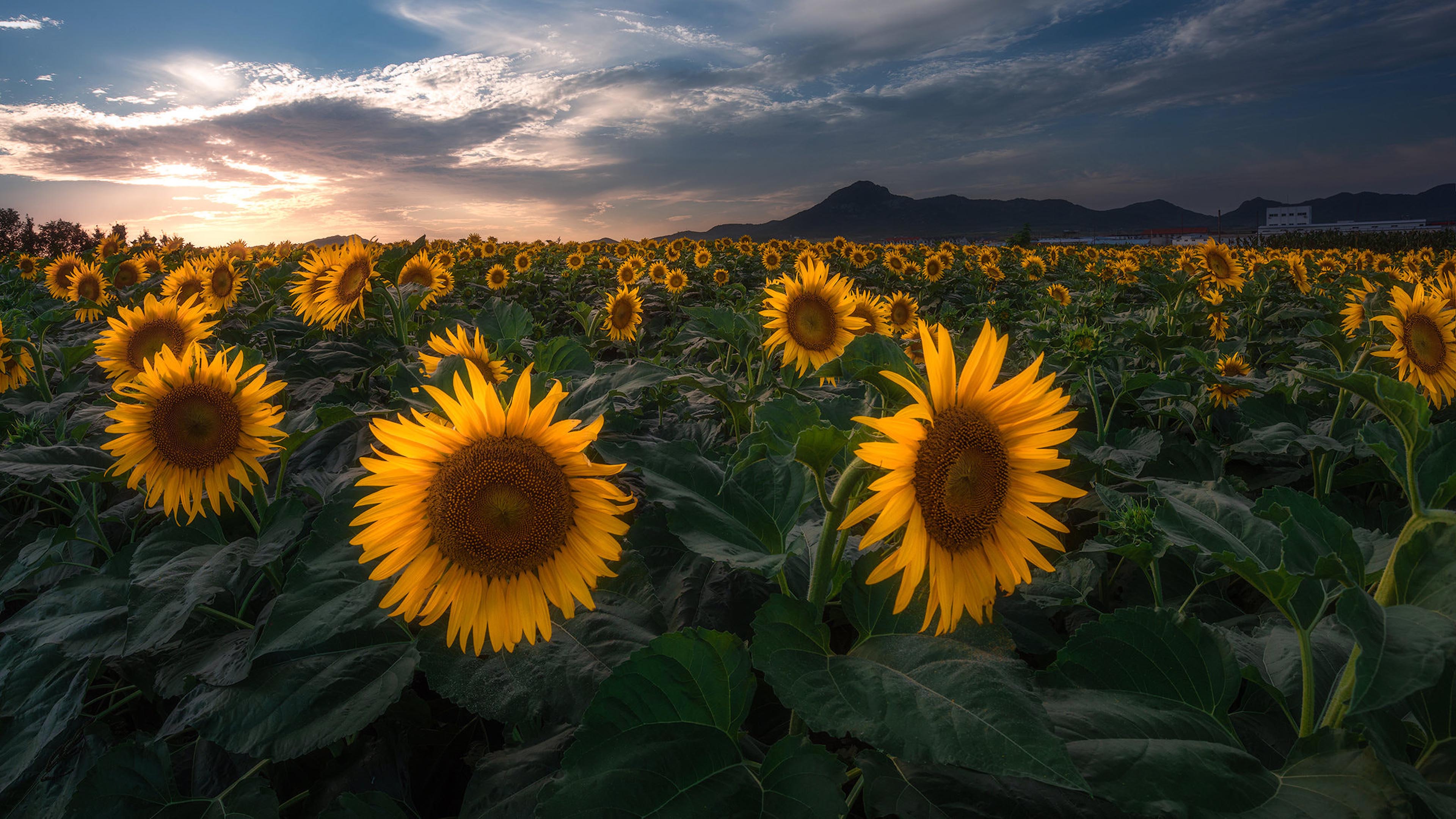 Plants Field With Sunflower Flowers With Yellow Petals Sunset Landscape