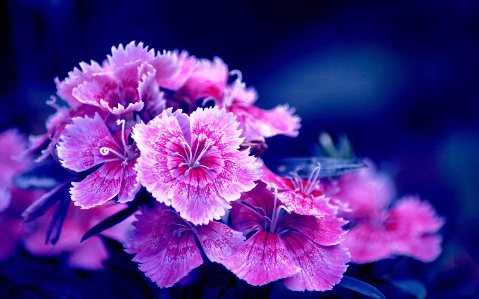 Turkish Carnation Purple Flower Wallpaper For Desktop Laptop Tablet And