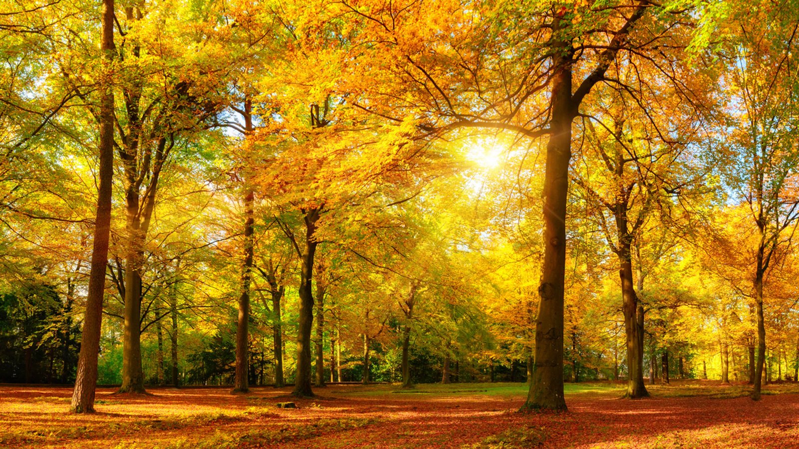 Golden Sun Autumn Forest Trees With Golden Yellow Leaves Landscape