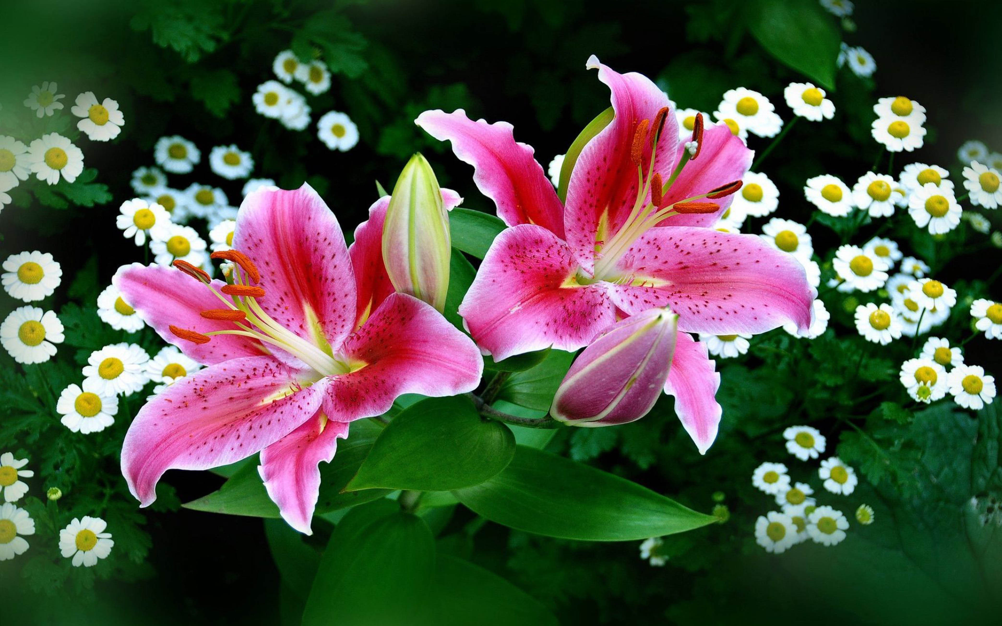 Lilies Tiger Lily Flowers Lily Garden Desktop Wallpapers ...