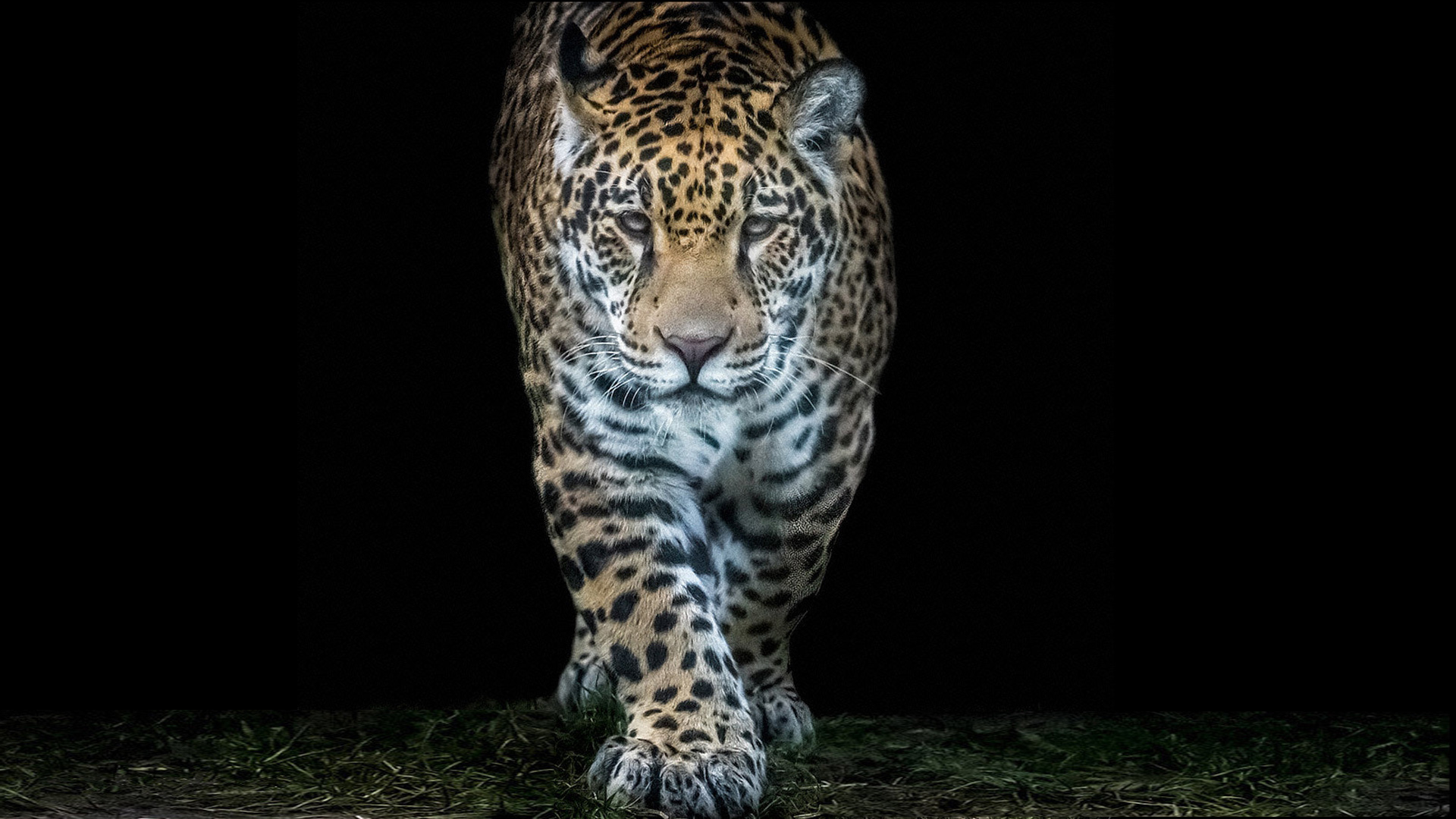Animal Jaguar Scientific Name Panthera Onca Born In America Wallpaper Hd :  