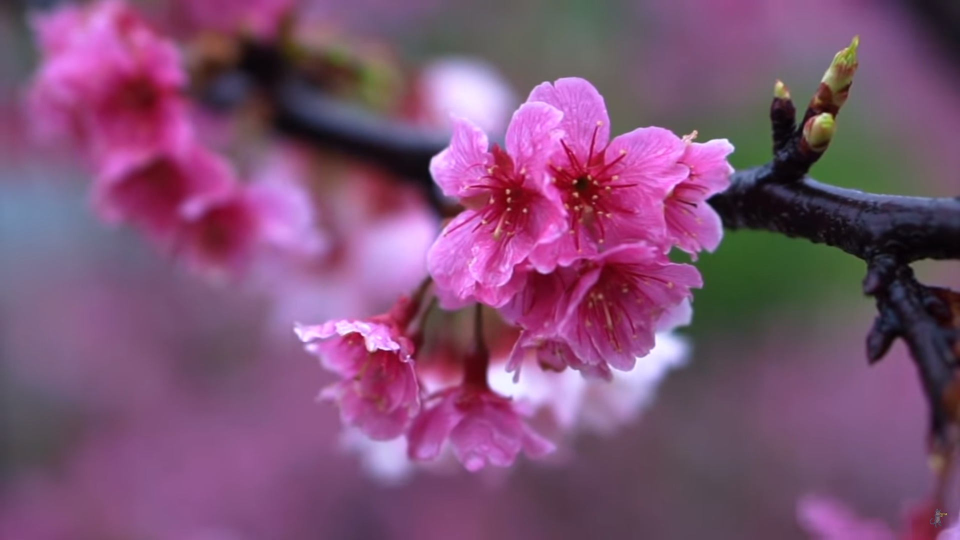 Flower On Cherry Prunus Serrulata Or Sakura Japanese Cherry Wallpaper ...