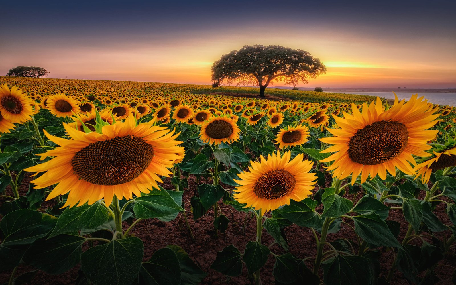 Sunset Field With Sunflower Horizon Tree Orange Sky Twilight Landscape