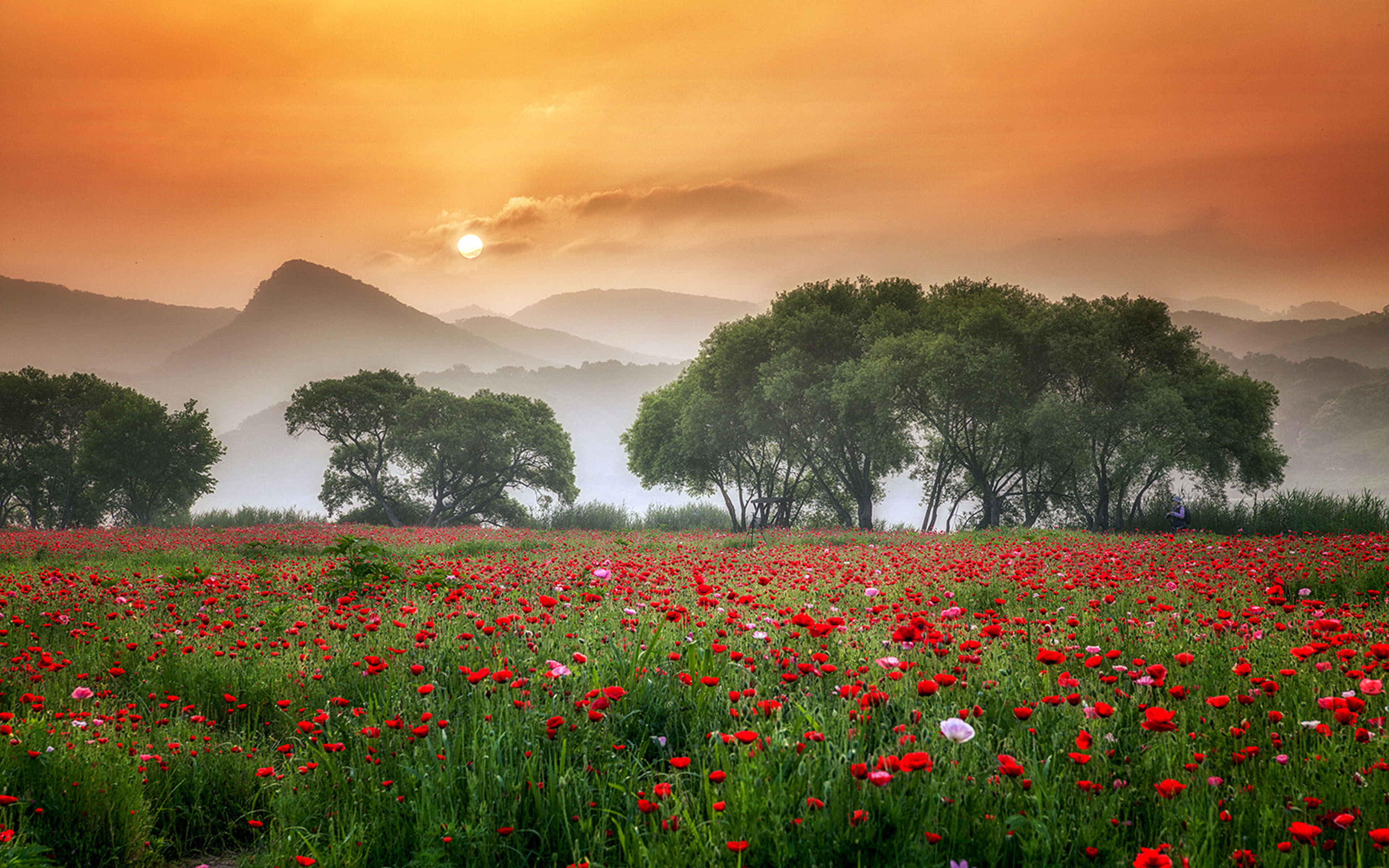 Flowers Fog And Sunrise Meadow With Red Poppies Willow Trees Hd