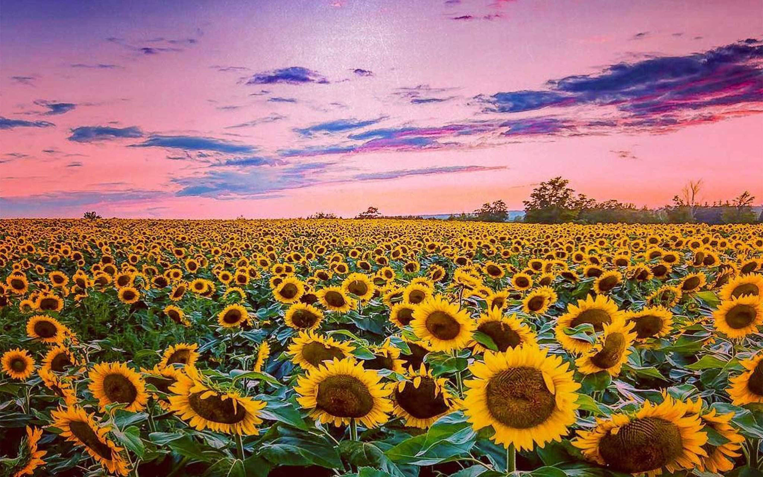 Sunflower Field Photography Sunflower At Sunset Summer Wallpaper Hd :  