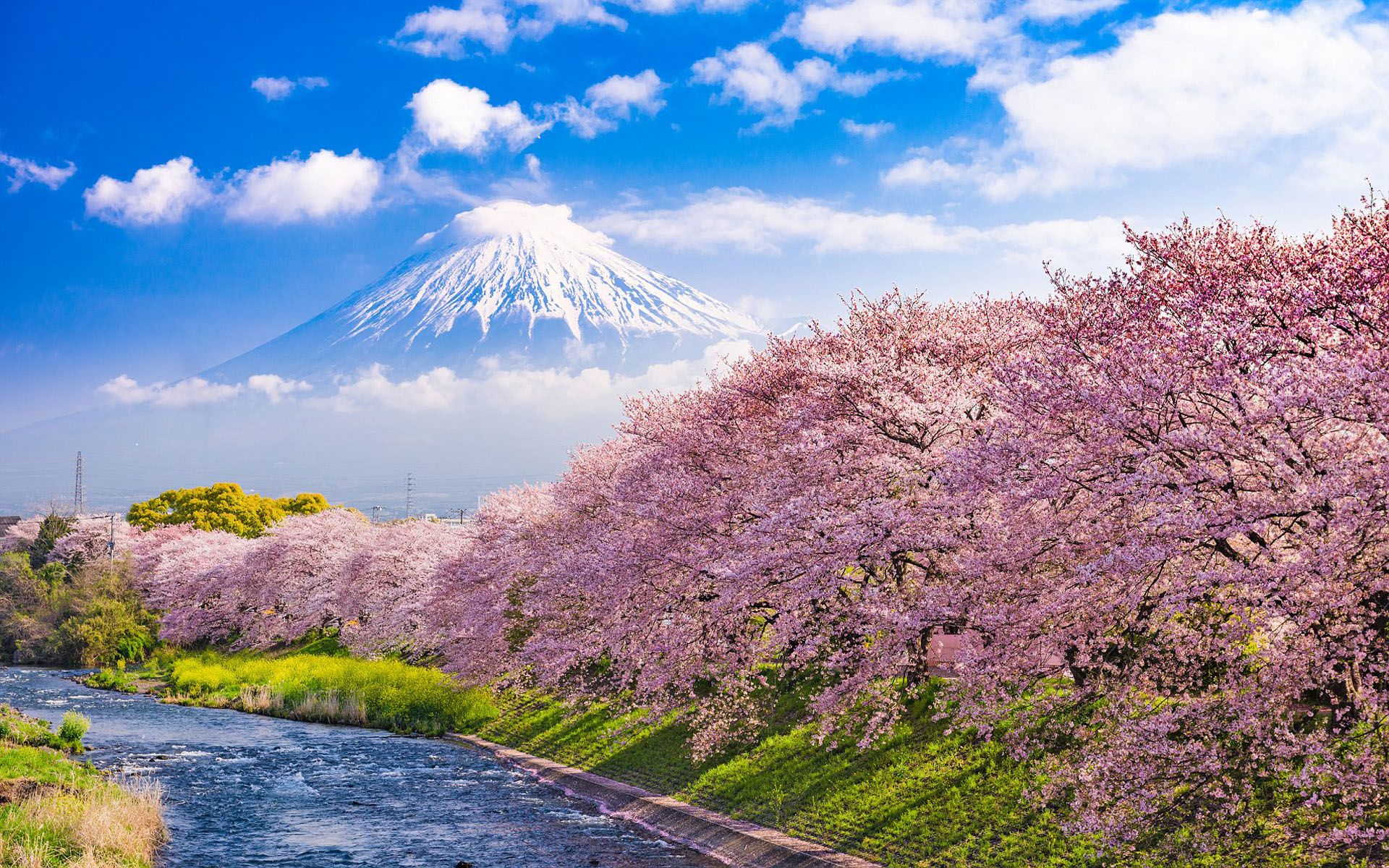 Cherry Blossoms In Japan Urui River And Mount Fuji In Japan Wallpaper