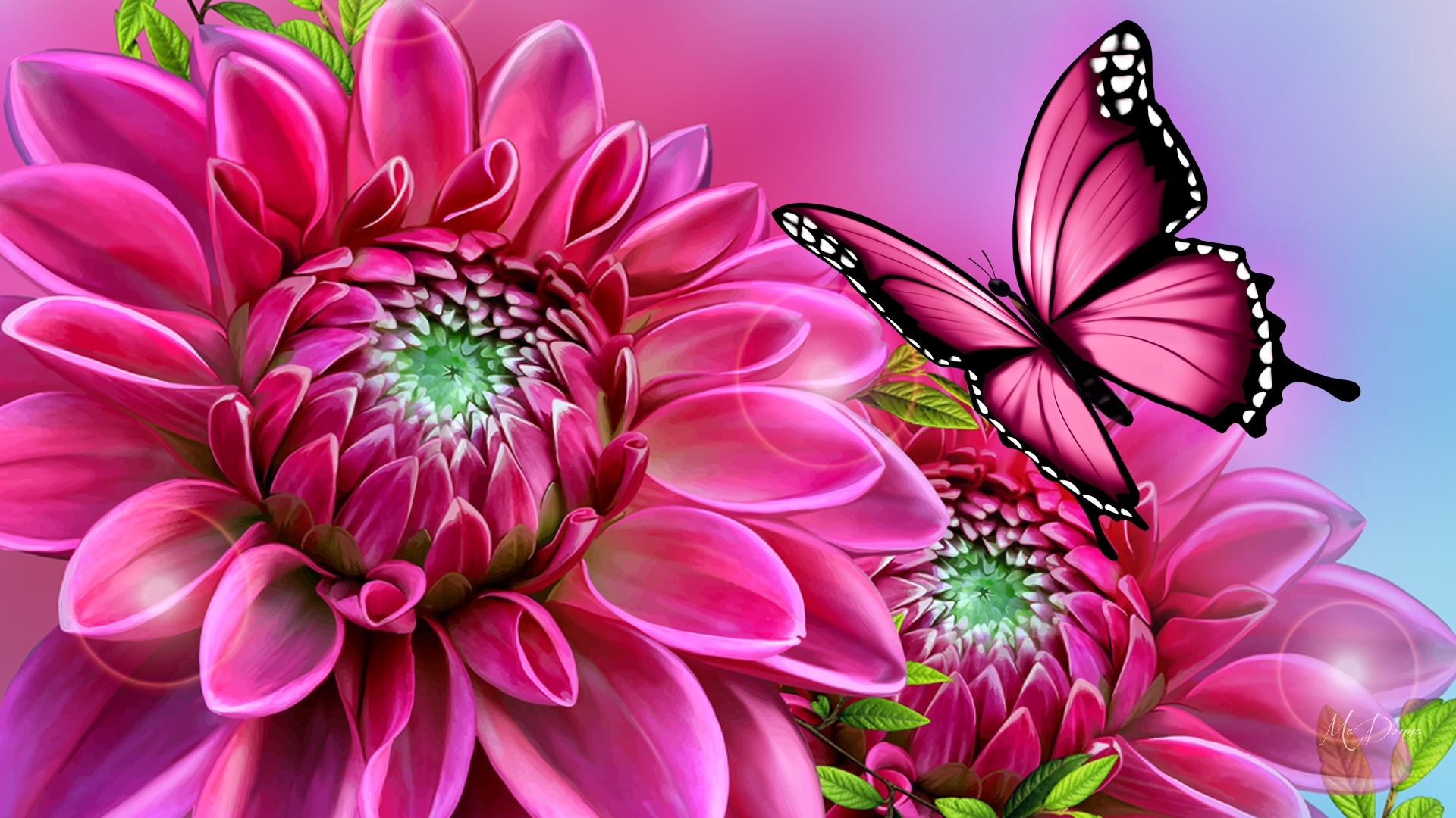Beautiful Flowers Pink Dahlia And Butterfly : 